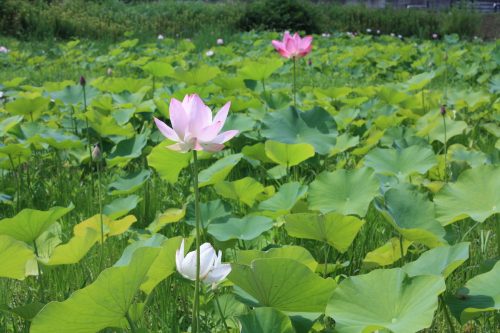 福島県福島市 花見山公園の情報 2018年7月12日 IMG_4907