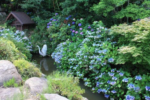 福島県福島市 花見山公園の情報 2018年7月12日 IMG_4909