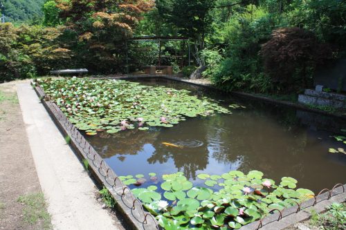 福島県福島市 花見山公園の情報 2018年7月12日 IMG_4911