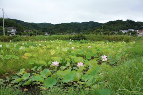 福島県福島市 花見山公園の情報 2018年8月6日 IMG_5127