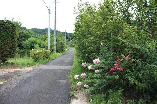 福島県福島市 花見山公園の情報 2018年8月6日 IMG_5130