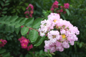 福島県福島市 花見山公園の情報 2018年8月6日 IMG_5131