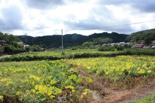 福島県福島市 花見山公園の情報 2018年9月5日 IMG_5159