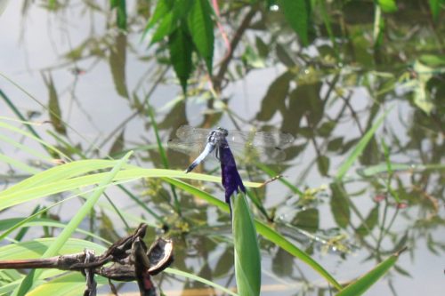 福島県福島市 花見山公園の情報 2018年9月5日 IMG_5169_trim