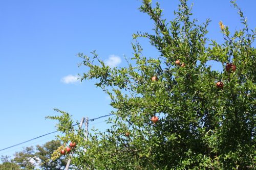 福島県福島市 花見山公園の情報 2018年9月28日 IMG_5317