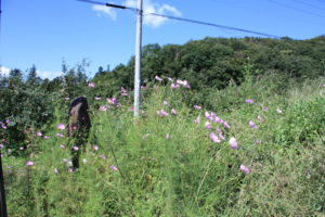 福島県福島市 花見山公園の情報 2018年9月28日 IMG_5319