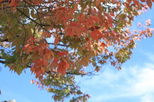 福島県福島市 花見山公園の情報 2018年10月26日 IMG_5349