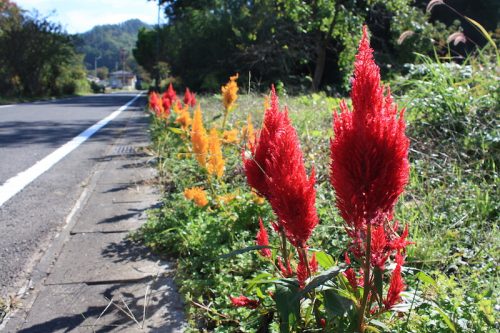 福島県福島市 花見山公園の情報 2018年10月26日 IMG_5357