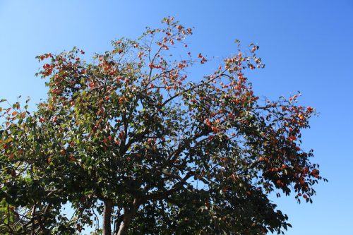 福島県福島市 花見山公園の情報 2018年10月26日 IMG_5358