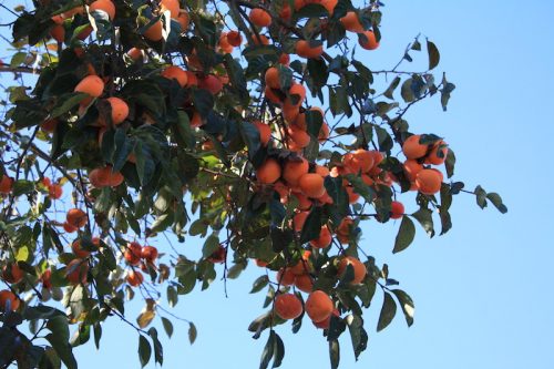 福島県福島市 花見山公園の情報 2018年10月26日 IMG_5359