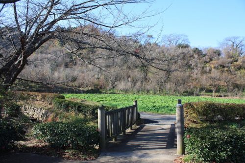 福島県福島市 花見山公園の情報 2018年11月27日 IMG_5490