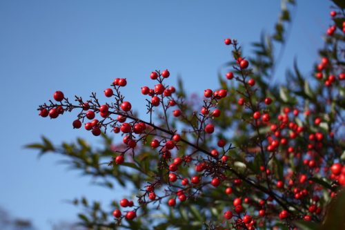 福島県福島市 花見山公園の情報 2018年11月27日 IMG_5492