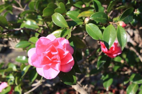 福島県福島市 花見山公園の情報 2018年11月27日 IMG_5493