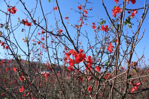 福島県福島市 花見山公園の情報 2018年11月27日 IMG_5499