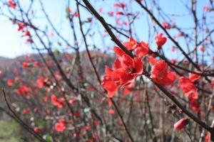 福島県福島市 花見山公園の情報 2018年11月27日 IMG_5500