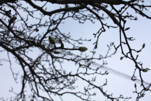 福島県福島市 花見山公園の情報 2018年12月11日 IMG_5504