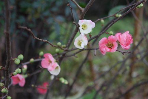 福島県福島市 花見山公園の情報 2018年12月11日 IMG_5506