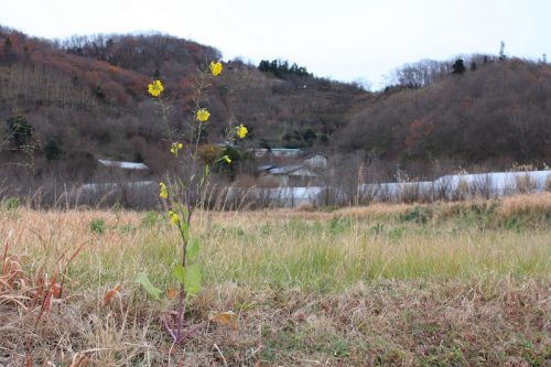 福島県福島市 花見山公園の情報 2018年12月11日 IMG_5510