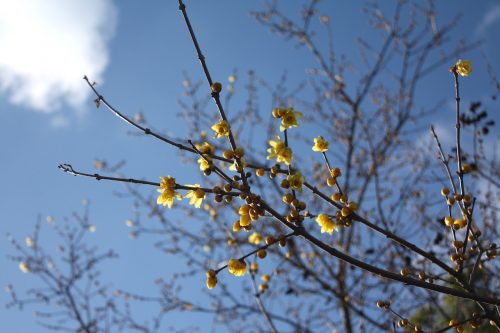 福島県福島市 花見山公園の情報 2019年1月11日 IMG_5521