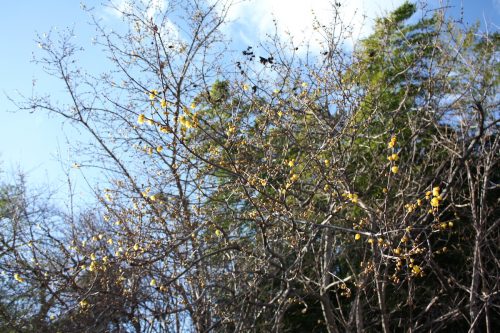 福島県福島市 花見山公園の情報 2019年1月11日 IMG_5522