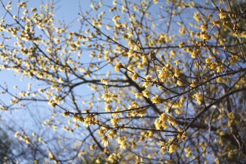 福島県福島市 花見山公園の情報 2019年2月7日 IMG_5531