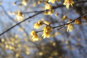 福島県福島市 花見山公園の情報 2019年2月7日 IMG_5532