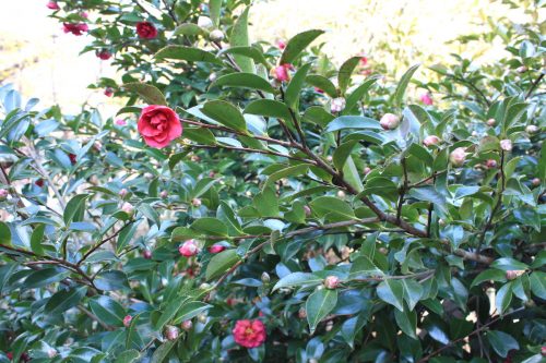 福島県福島市 花見山公園の情報 2019年2月7日 IMG_5533