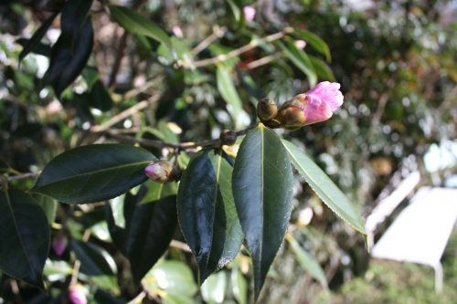 福島県福島市 花見山公園の情報 2019年2月7日 IMG_5534