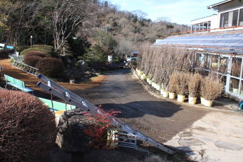 福島県福島市 花見山公園の情報 2019年2月7日 IMG_5536