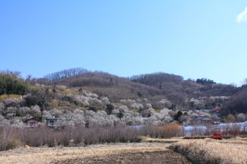 福島県福島市 花見山公園の情報 2019年3月13日 IMG_5660