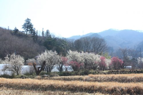 福島県福島市 花見山公園の情報 2019年3月13日 IMG_5661