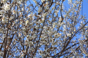 福島県福島市 花見山公園の情報 2019年3月13日 IMG_5662