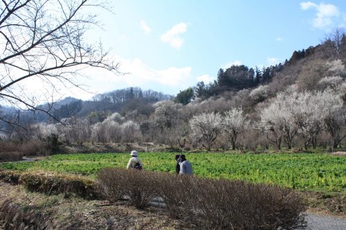 福島県福島市 花見山公園の情報 2019年3月13日 IMG_5663