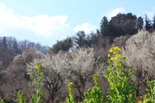 福島県福島市 花見山公園の情報 2019年3月13日 IMG_5664