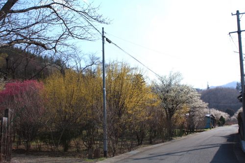 福島県福島市 花見山公園の情報 2019年3月13日 IMG_5668