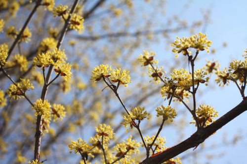 福島県福島市 花見山公園の情報 2019年3月13日 IMG_5669