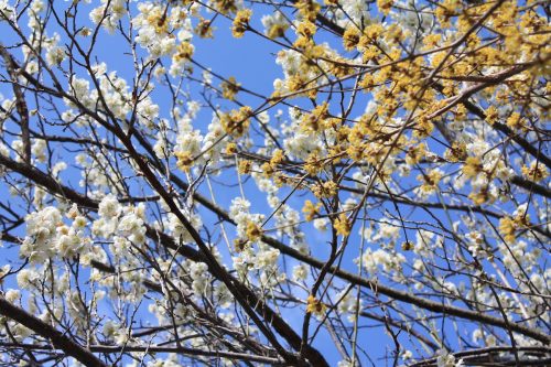 福島県福島市 花見山公園の情報 2019年3月13日 IMG_5670