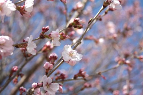 福島県福島市 花見山公園の情報 2019年3月26日 IMG_5673