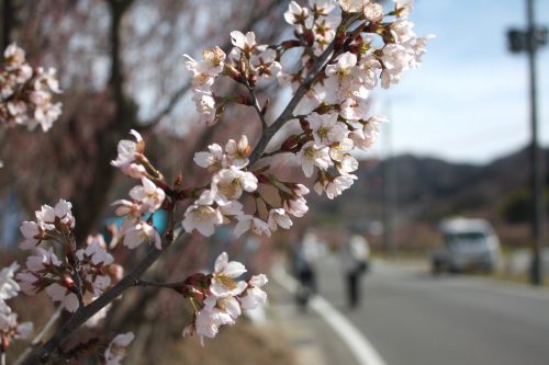 福島県福島市 花見山公園の情報 2019年3月26日 IMG_5674