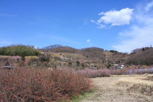 福島県福島市 花見山公園の情報 2019年3月26日 IMG_5675