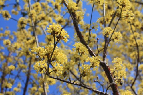 福島県福島市 花見山公園の情報 2019年3月26日 IMG_5677