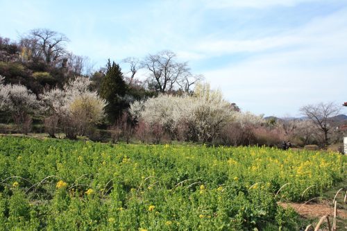 福島県福島市 花見山公園の情報 2019年3月26日 IMG_5678