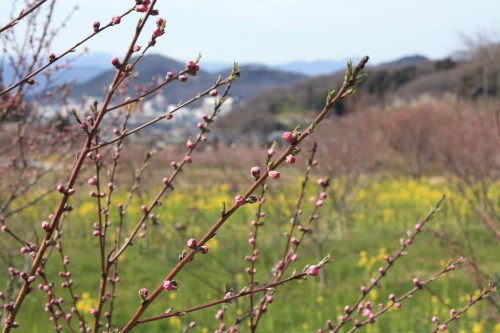 福島県福島市 花見山公園の情報 2019年3月26日 IMG_5682