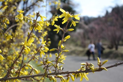 福島県福島市 花見山公園の情報 2019年3月26日