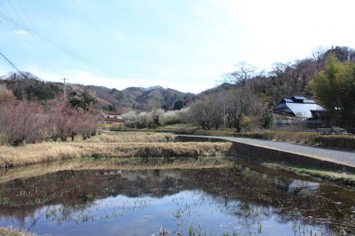 福島県福島市 花見山公園の情報 2019年3月26日 IMG_5684