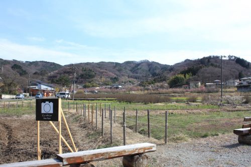 福島県福島市 花見山公園の情報 2019年3月26日 IMG_5685