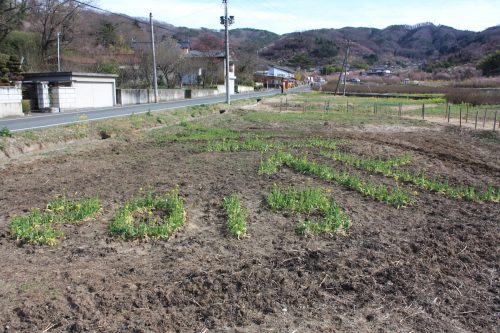 福島県福島市 花見山公園の情報 2019年3月26日 IMG_5687