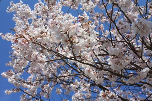 福島県福島市 花見山公園の情報 2019年4月5日 IMG_5693