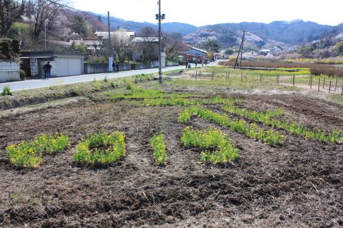 福島県福島市 花見山公園の情報 2019年4月5日 IMG_5695