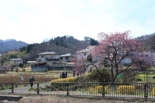 福島県福島市 花見山公園の情報 2019年4月5日 IMG_5698